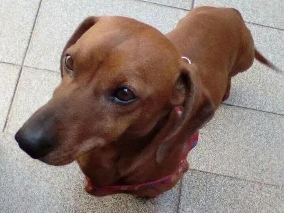 Cachorro ra a Daschund idade 1 ano nome Nero