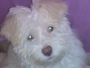 Cachorro raça Maltês  idade 2 a 6 meses nome Zacarias 