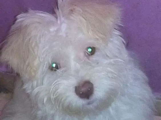 Cachorro ra a Maltês  idade 2 a 6 meses nome Zacarias 