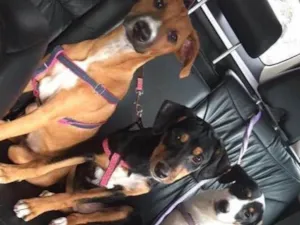 Cachorro raça  idade 7 a 11 meses nome Nutella, Milka, Laka