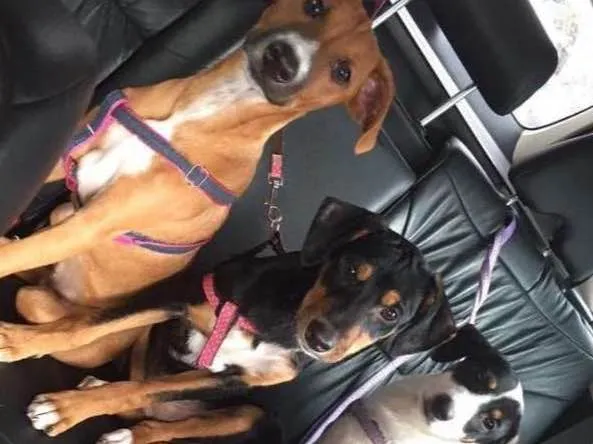 Cachorro ra a  idade 7 a 11 meses nome Nutella, Milka, Laka