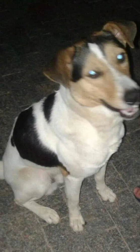 Cachorro ra a SRD idade 1 ano nome Malhado