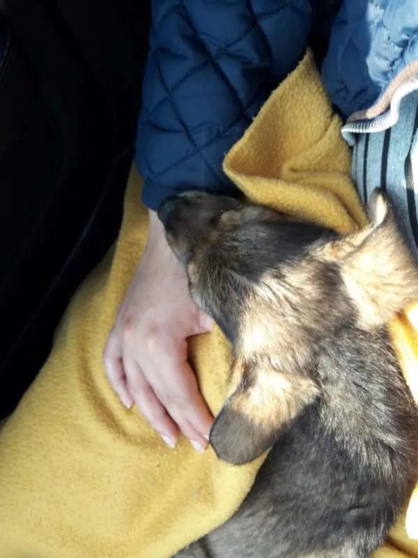 Cachorro ra a Mistura Pastor alemão  idade 2 a 6 meses nome Filhote pastor alemã