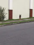 Filhote pastor alemã