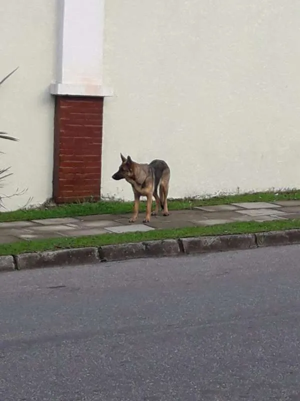 Cachorro ra a Mistura Pastor alemão  idade 2 a 6 meses nome Filhote pastor alemã