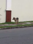 Filhote pastor alemã
