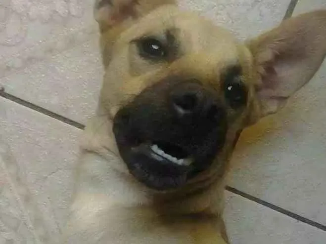 Cachorro ra a Indefinida  idade 2 anos nome Frederico (Fred)