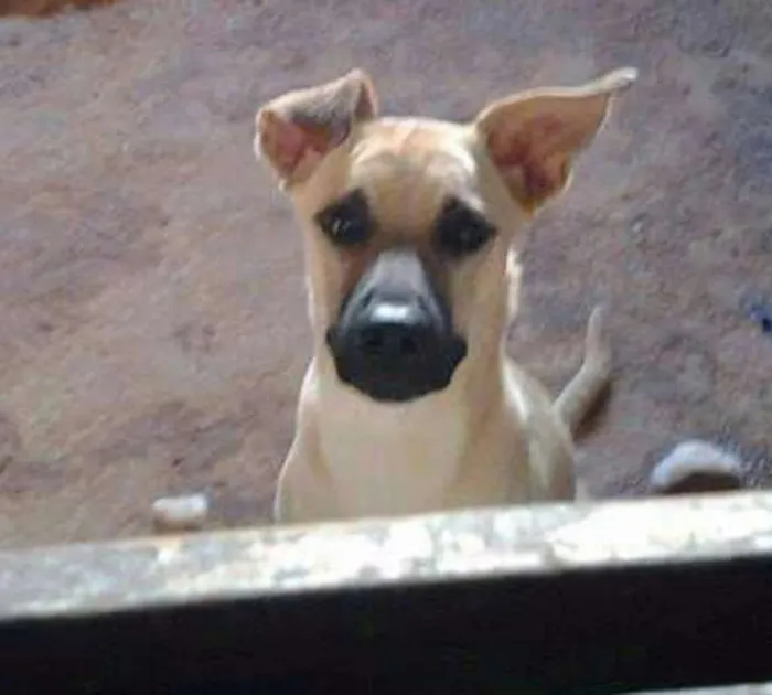 Cachorro ra a Indefinida  idade 2 anos nome Frederico (Fred)