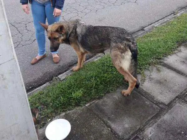 Cachorro ra a Mistura Pastor alemão  idade 2 a 6 meses nome Filhote pastor alemã