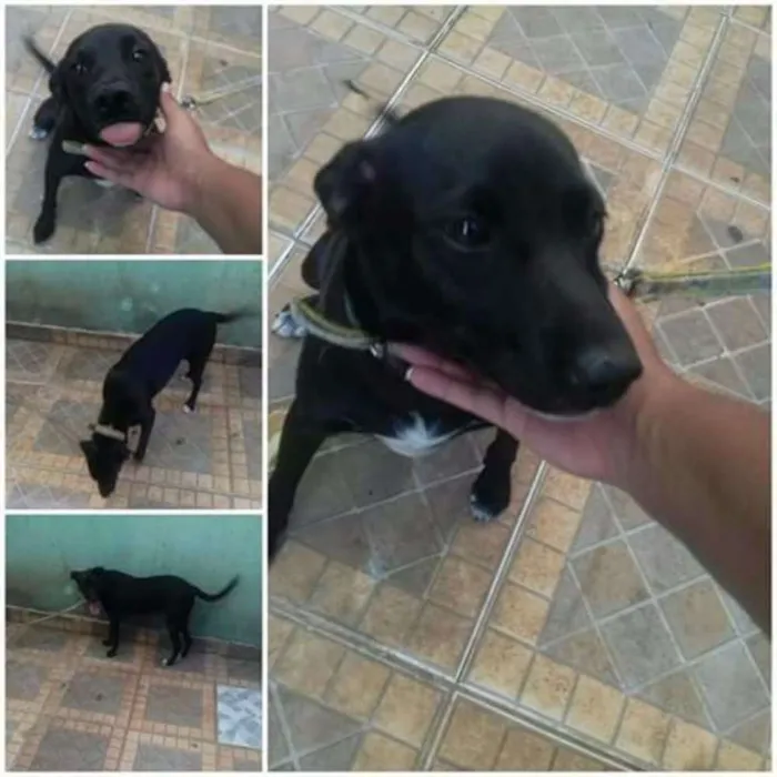 Cachorro ra a Vira lata idade 2 a 6 meses nome Cristal 