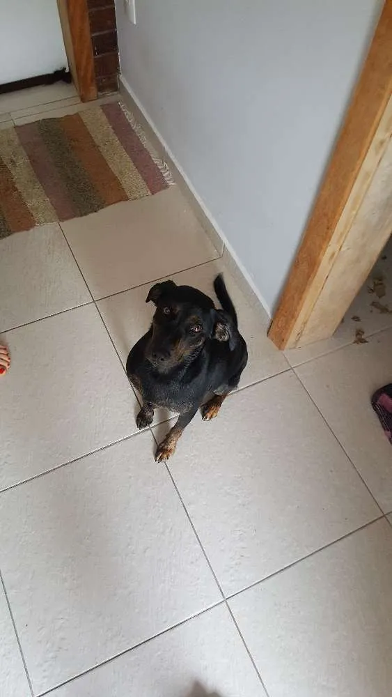 Cachorro ra a SRD idade 1 ano nome Luna