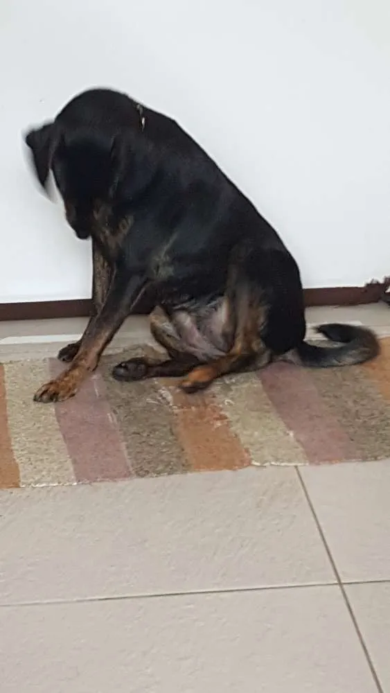 Cachorro ra a SRD idade 1 ano nome Luna