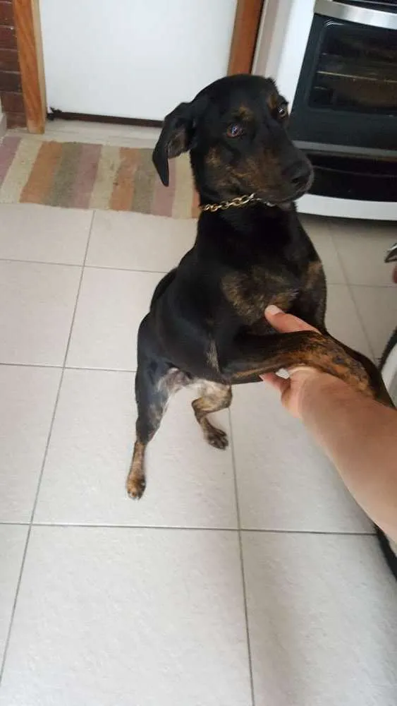 Cachorro ra a SRD idade 1 ano nome Luna