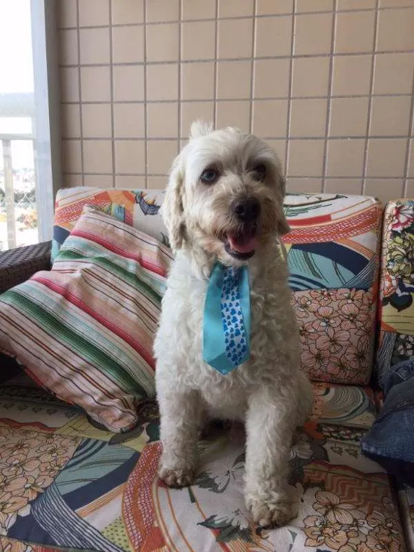 Cachorro ra a Poodle/Lhasa idade 2 anos nome Não sei