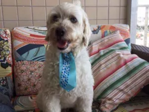 Cachorro raça Poodle/Lhasa idade 2 anos nome Não sei