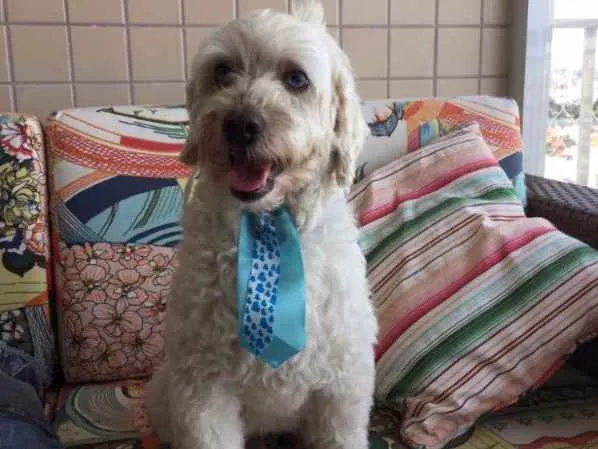 Cachorro ra a Poodle/Lhasa idade 2 anos nome Não sei