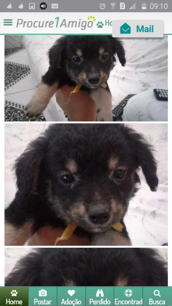 Cachorro ra a  idade 2 a 6 meses nome Sem Nome 