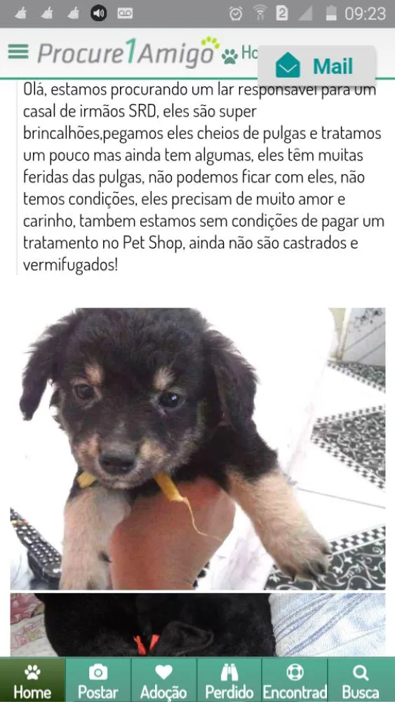 Cachorro ra a  idade 2 a 6 meses nome Sem Nome 