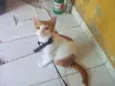 Lupito
