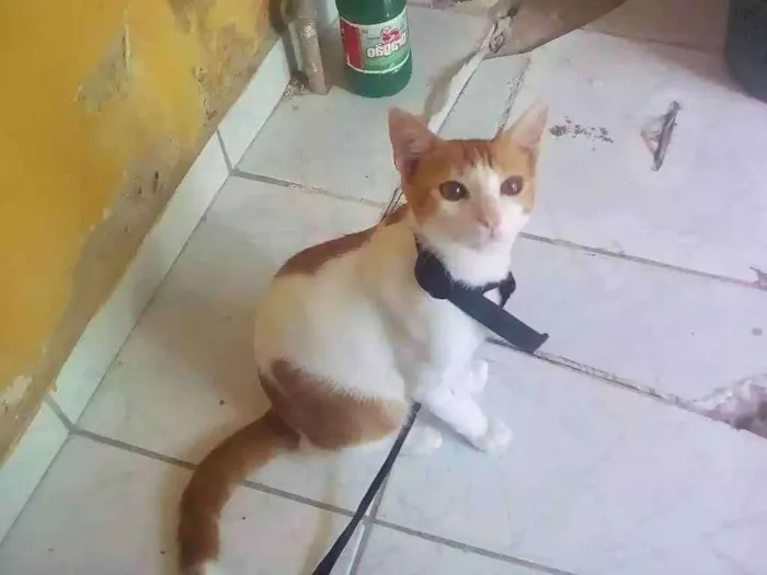 Gato ra a  idade 2 a 6 meses nome Lupito