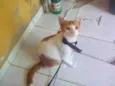 Lupito