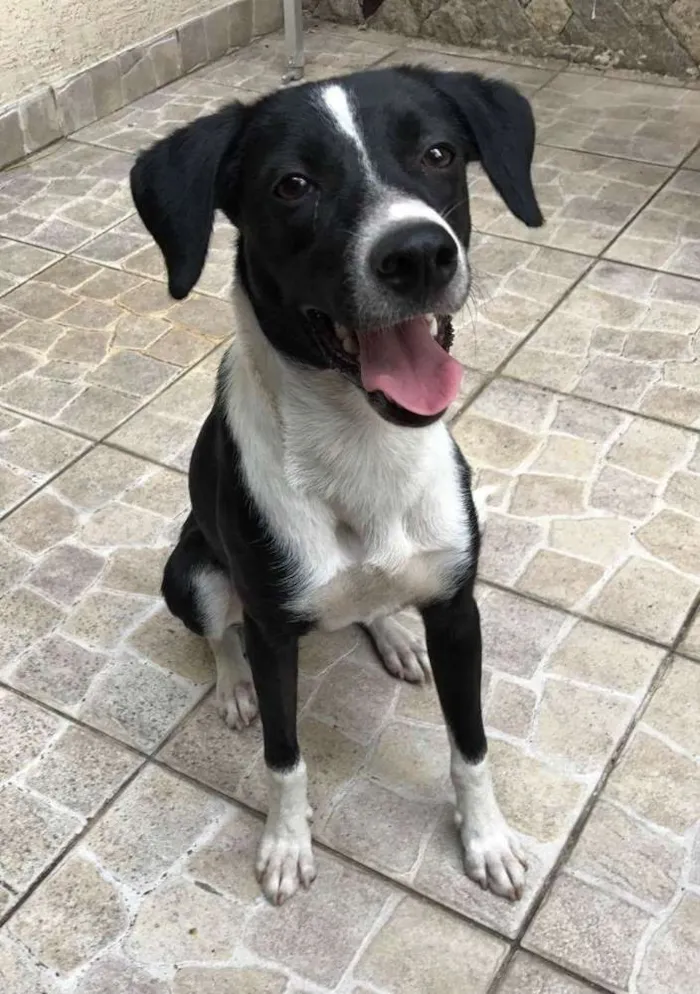 Cachorro ra a Viralata  idade 7 a 11 meses nome Corsa