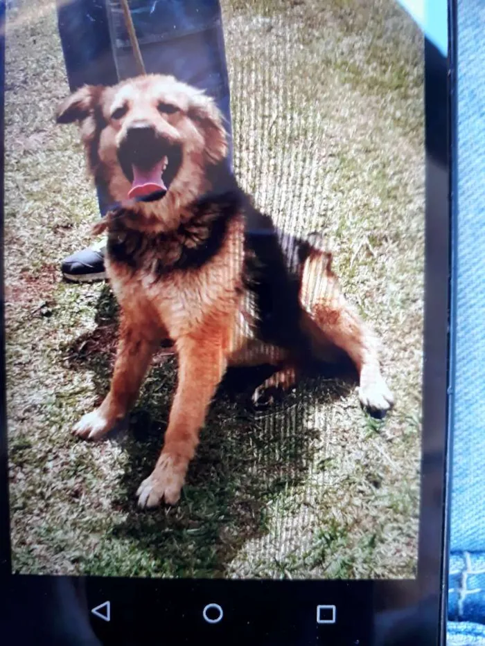 Cachorro ra a SRD idade 1 ano nome Diana