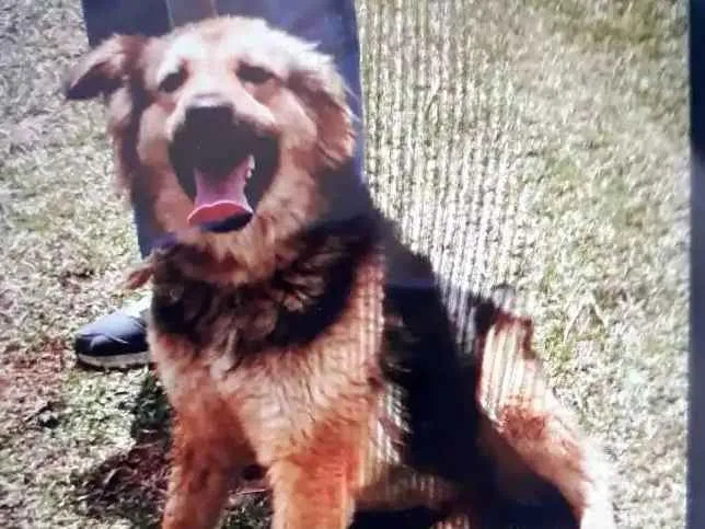 Cachorro ra a SRD idade 1 ano nome Diana