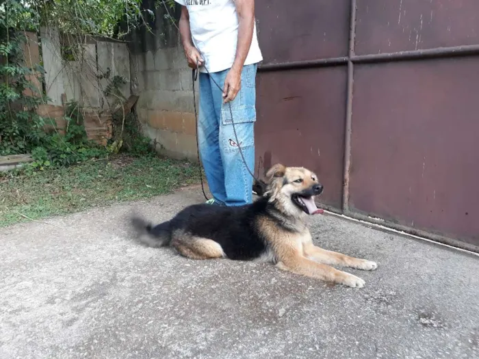 Cachorro ra a SRD idade 1 ano nome Diana