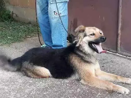 Cachorro ra a SRD idade 1 ano nome Diana
