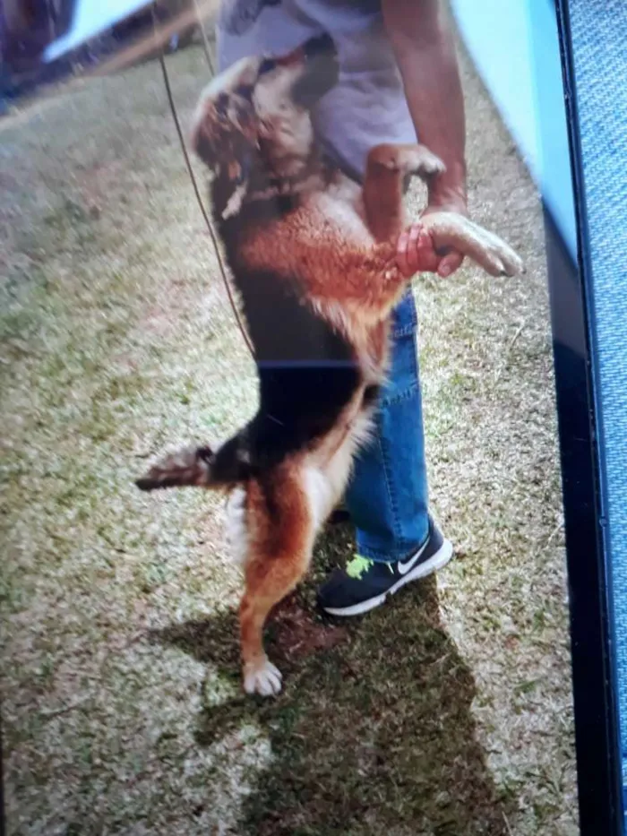 Cachorro ra a SRD idade 1 ano nome Diana
