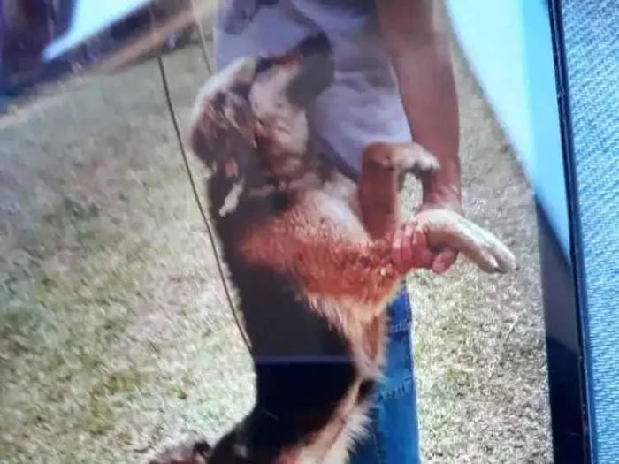 Cachorro ra a SRD idade 1 ano nome Diana