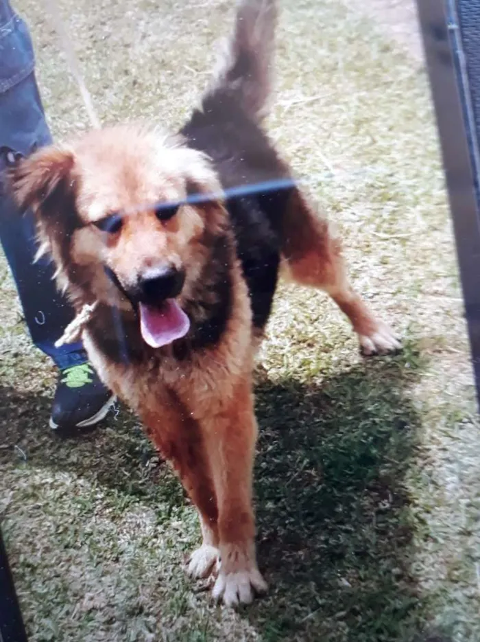 Cachorro ra a SRD idade 1 ano nome Diana
