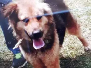 Cachorro raça SRD idade 1 ano nome Diana