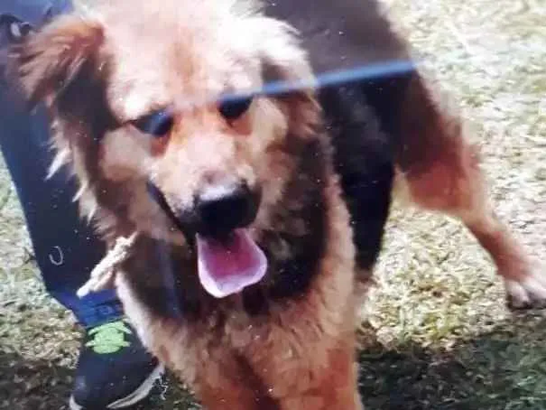 Cachorro ra a SRD idade 1 ano nome Diana