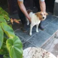 Simbá