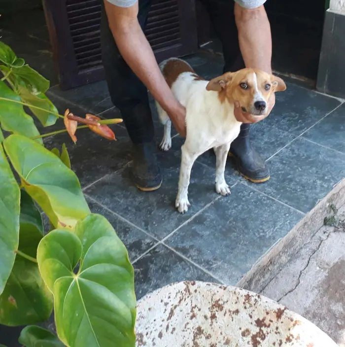 Cachorro ra a SRD idade 7 a 11 meses nome Simbá