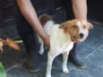 Simbá