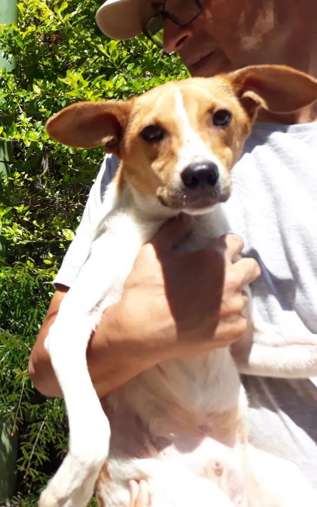 Cachorro ra a SRD idade 7 a 11 meses nome Simbá
