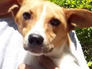 Cachorro raça SRD idade 7 a 11 meses nome Simbá