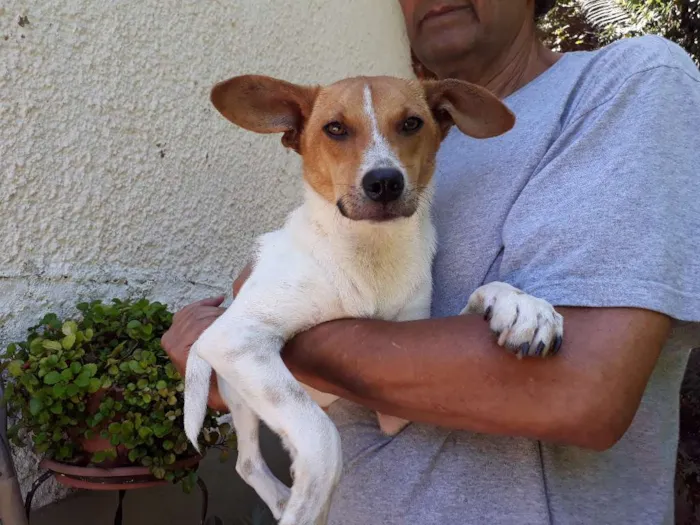 Cachorro ra a SRD idade 7 a 11 meses nome Simbá