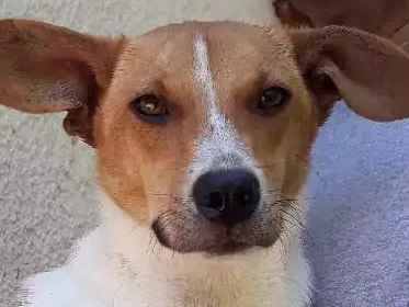 Cachorro ra a SRD idade 7 a 11 meses nome Simbá