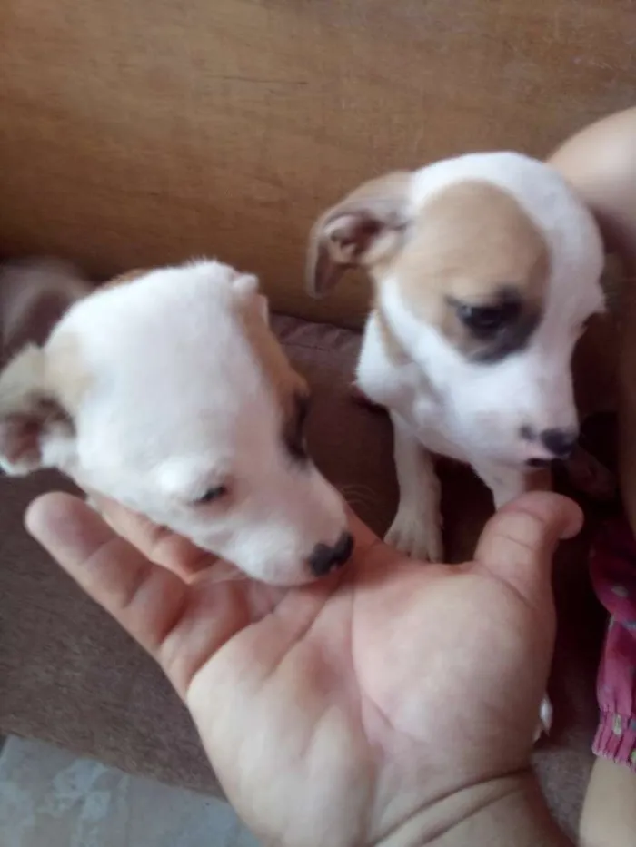 Cachorro ra a Raciado  idade 2 a 6 meses nome Ju e dede