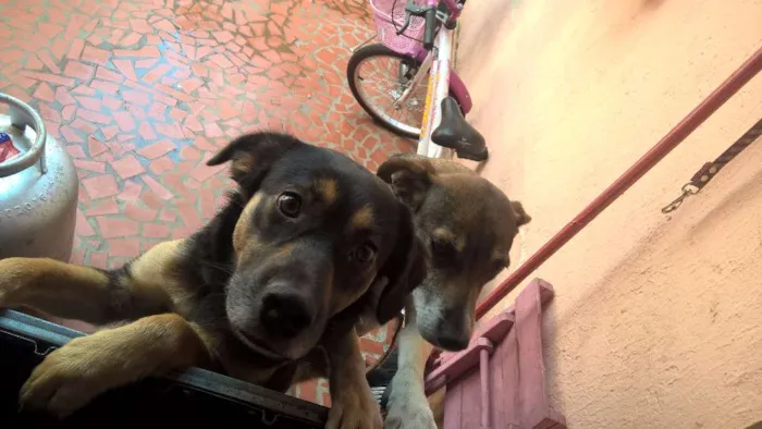 Cachorro ra a SRD idade 1 ano nome Pretinha e Pitucha