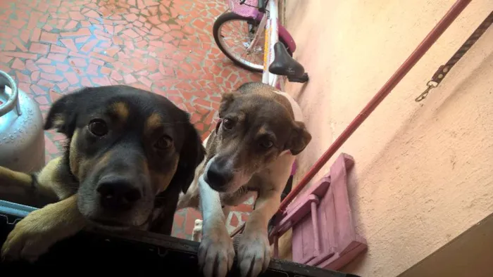 Cachorro ra a SRD idade 1 ano nome Pretinha e Pitucha