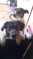 Pretinha e Pitucha