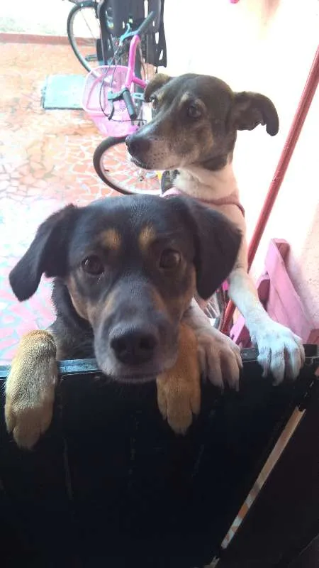 Cachorro ra a SRD idade 1 ano nome Pretinha e Pitucha