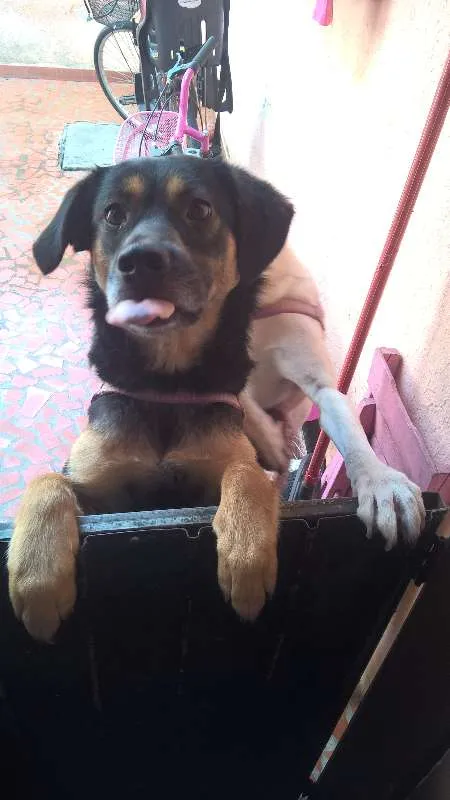 Cachorro ra a SRD idade 1 ano nome Pretinha e Pitucha