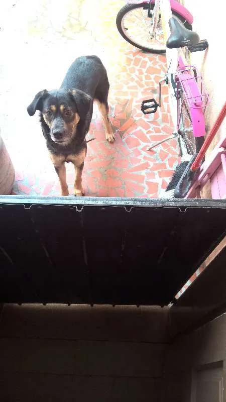 Cachorro ra a SRD idade 1 ano nome Pretinha e Pitucha