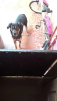 Pretinha e Pitucha